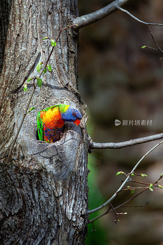 彩虹小鹦鹉(Trichoglossus moluccanus)